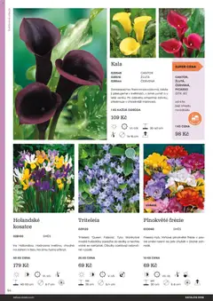 Náhled letáku Starkl katalog od 25.02.2026 | Strana: 94 | Produkty: Cibule, Pes