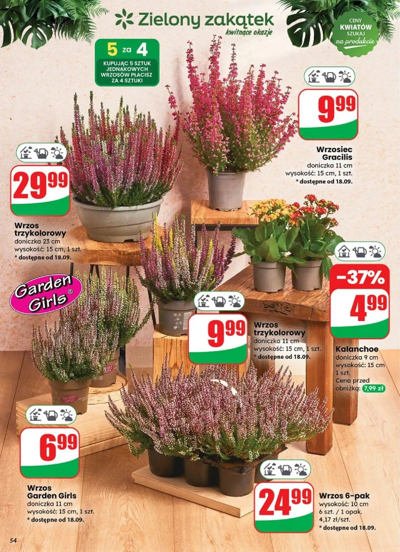Dino Gazetka od 17.09.2025 | Strona: 54 | Produkty: Wrzos, Doniczka, Kalanchoe