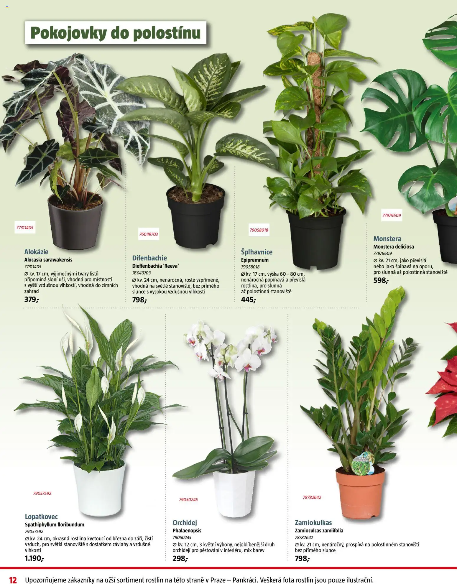 Bauhaus leták od 05.12.2025 | Strana: 12 | Produkty: Orchidej, Monstera