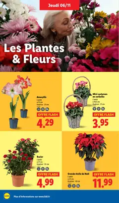 LIDL - Prévisualisation de LIDL catalogue semaine 45 valide à partir de 06.11.2025 | Page: 38 | Produits: Rosier, Plantes