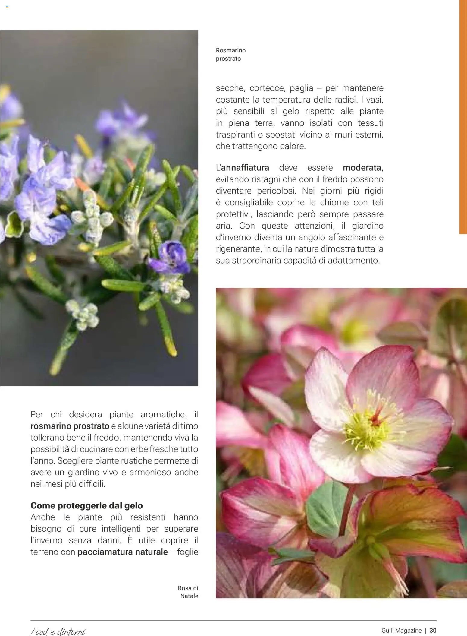 Volantino Gulliver del 01.01.2026 | Pagina: 30 | Prodotti: Rosmarino