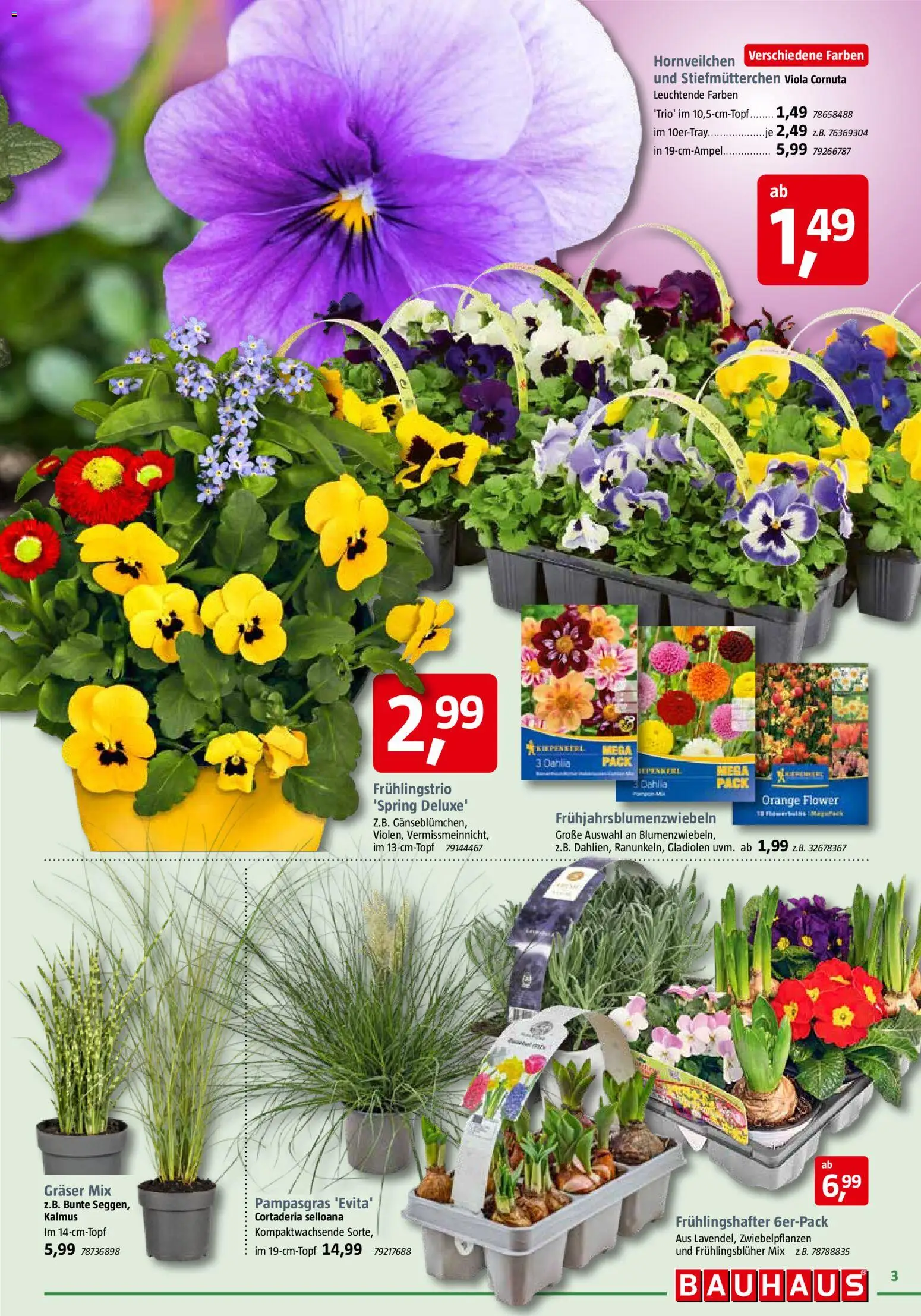 Bauhaus Prospekt 	 – gültig ab 28.02.2026 | Seite: 3 | Produkte: Stiefmutterchen