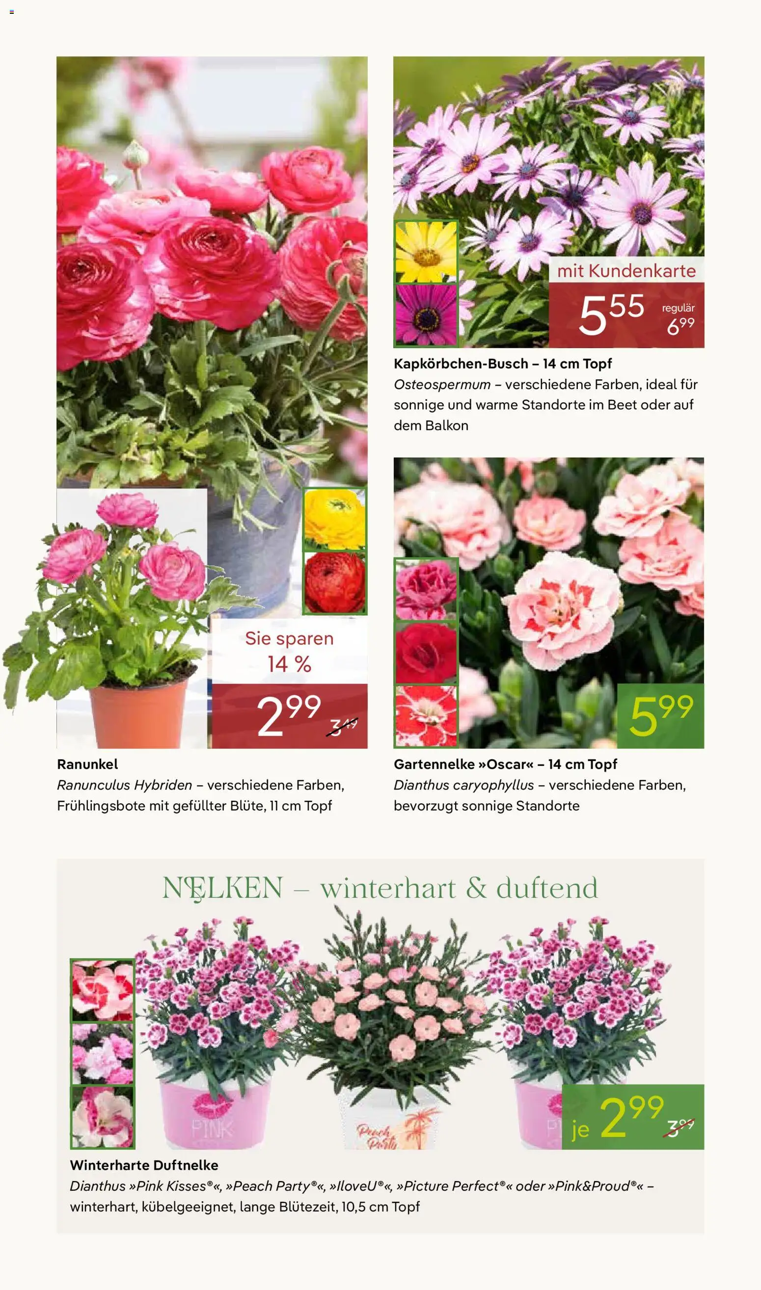 Pflanzen-Kölle Prospekt 	 – gültig ab 30.03.2026 | Seite: 4