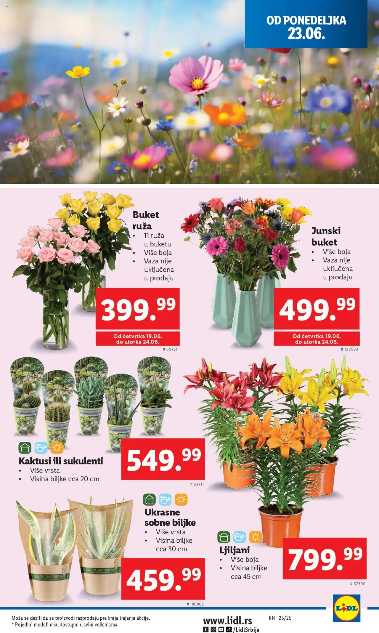 Lidl katalog - važi od 19.06.2025 | Strana: 45 | Proizvode: Vaza, Sobne biljke