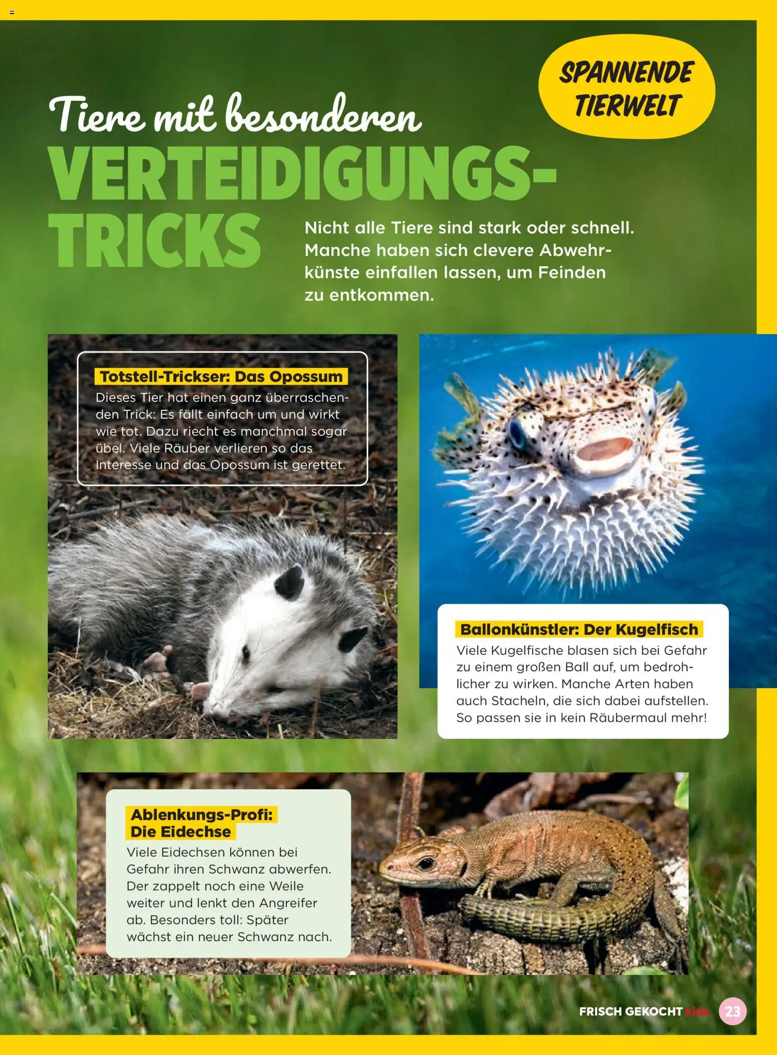 Billa Frisch Gekocht Kids gültig ab 01.03.2026 | Seite: 23