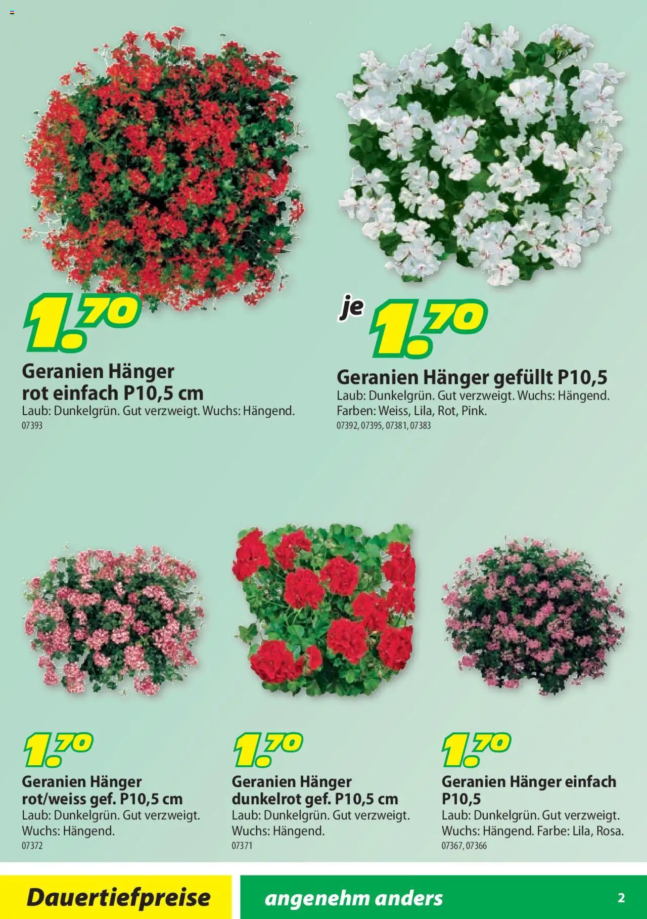 Landi Aktionen Geranien ab 17.03.2025 | Seite: 2