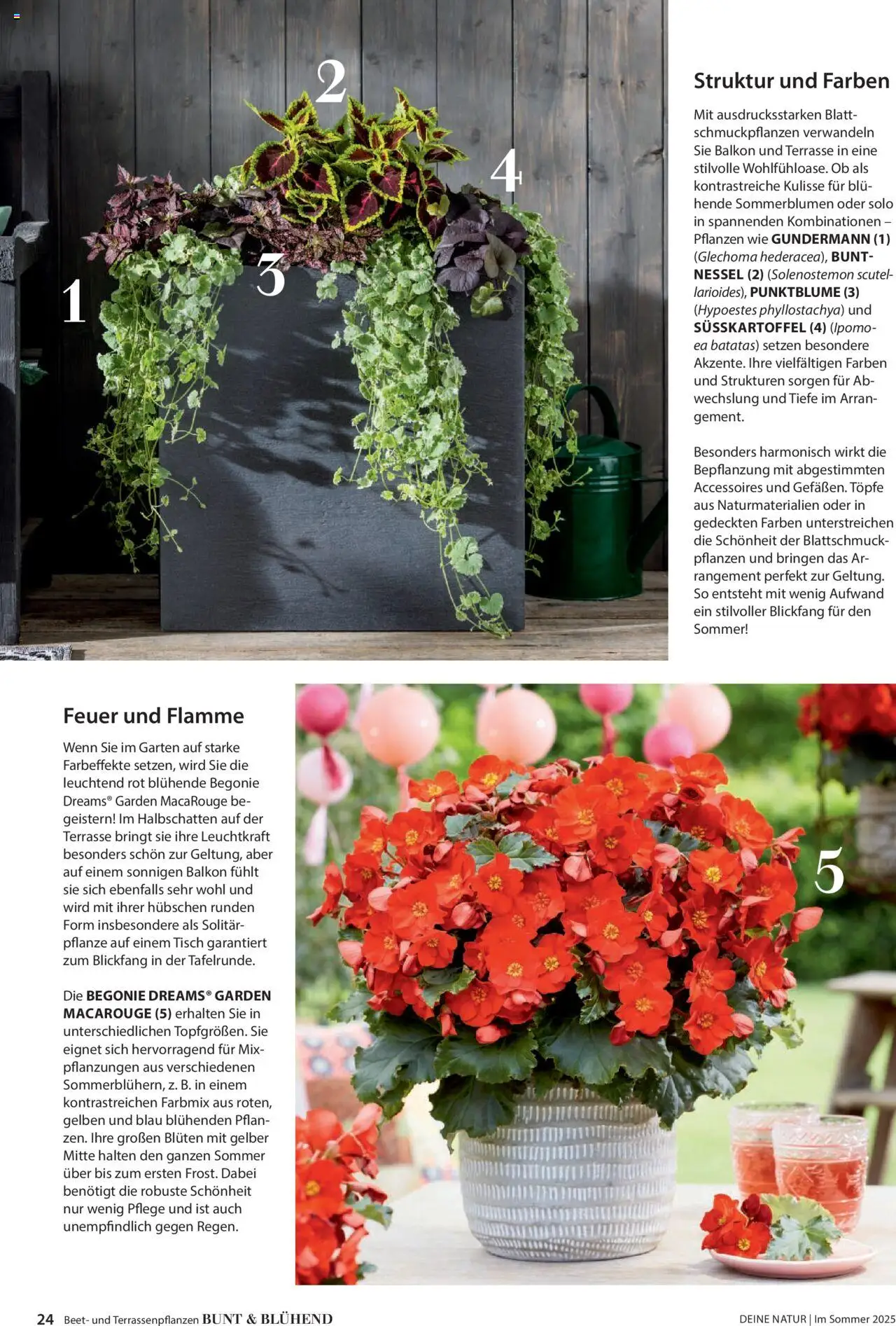 Dehner Prospekt - Deine Natur – gültig ab 23.04.2025 | Seite: 24 | Produkte: Tisch