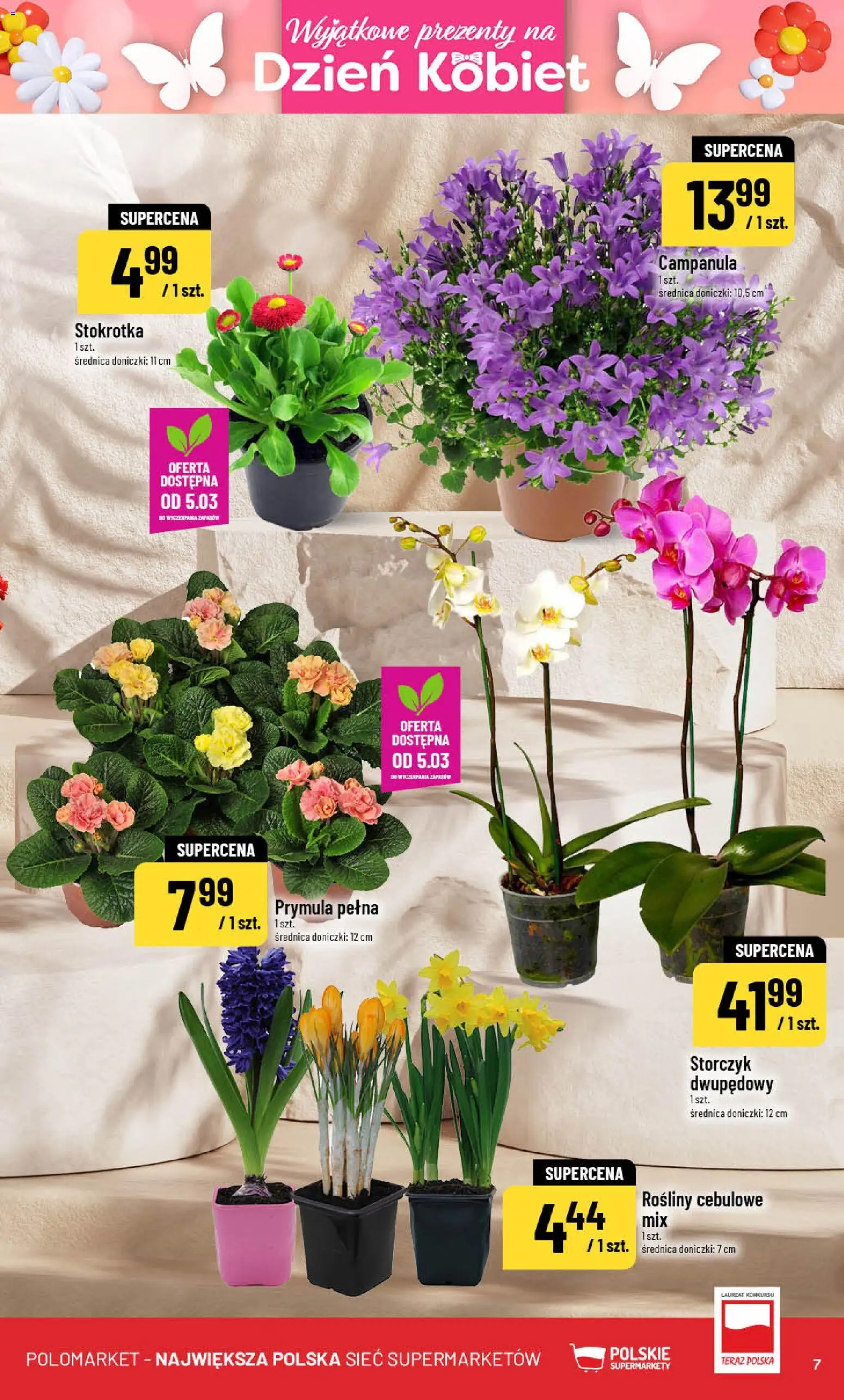 POLOmarket gazetka od 04.03.2026 | Strona: 7 | Produkty: Stokrotka, Rosliny, Doniczki, Storczyk