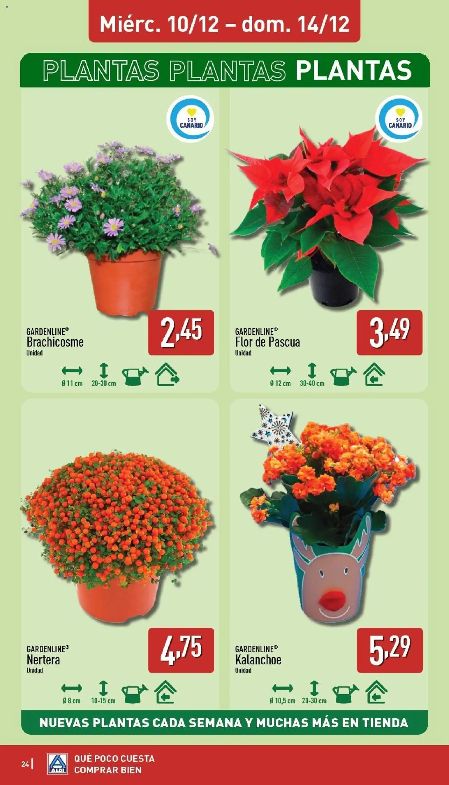 Aldi folleto Canarias │ válido desde el 08.12.2025 | Página: 24