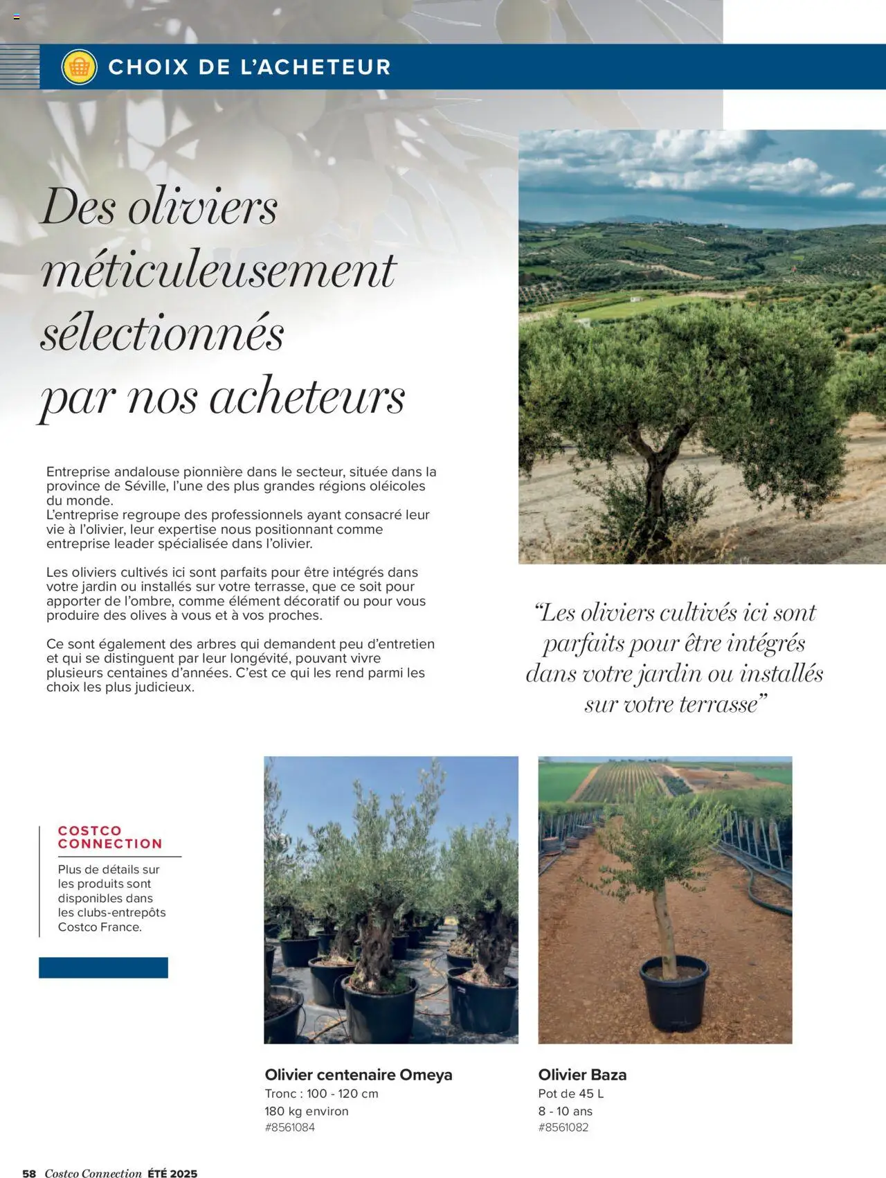  | Page: 58 | Produits: Olives, Olive, Olivier