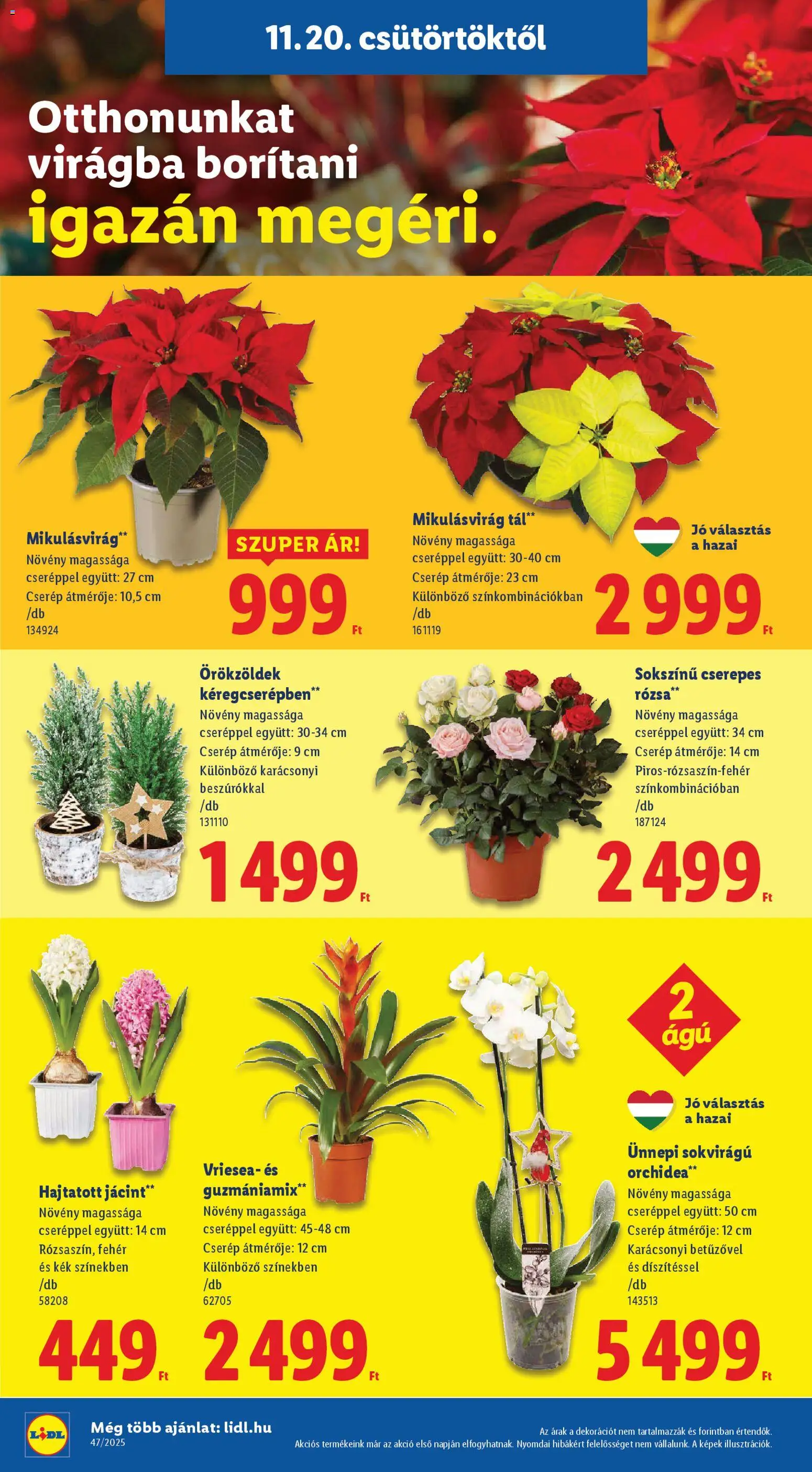 Lidl akciós ujság - amely érvényes a következő dátumtól: 20.11.2025 | Oldal: 6 | Termékek: Orchidea