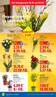 Преглед на Орхидея Фаленопсис, Светло- и топлолюбива, без пряка слънчева светлина, с 2 цветоноса, различни цветове, височина: 50 - 70 cm, цена за бр. - Офертите са валидни от 30.03.2026 | Страница: 52 | Продукти: Орхидея, Саксия