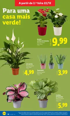 Pré-visualização Antúrio em Vaso de Cerâmica, Planta de interior, Vaso: 14 cm válido de 22.12.2025 | Página: 20 | Produtos: Vaso