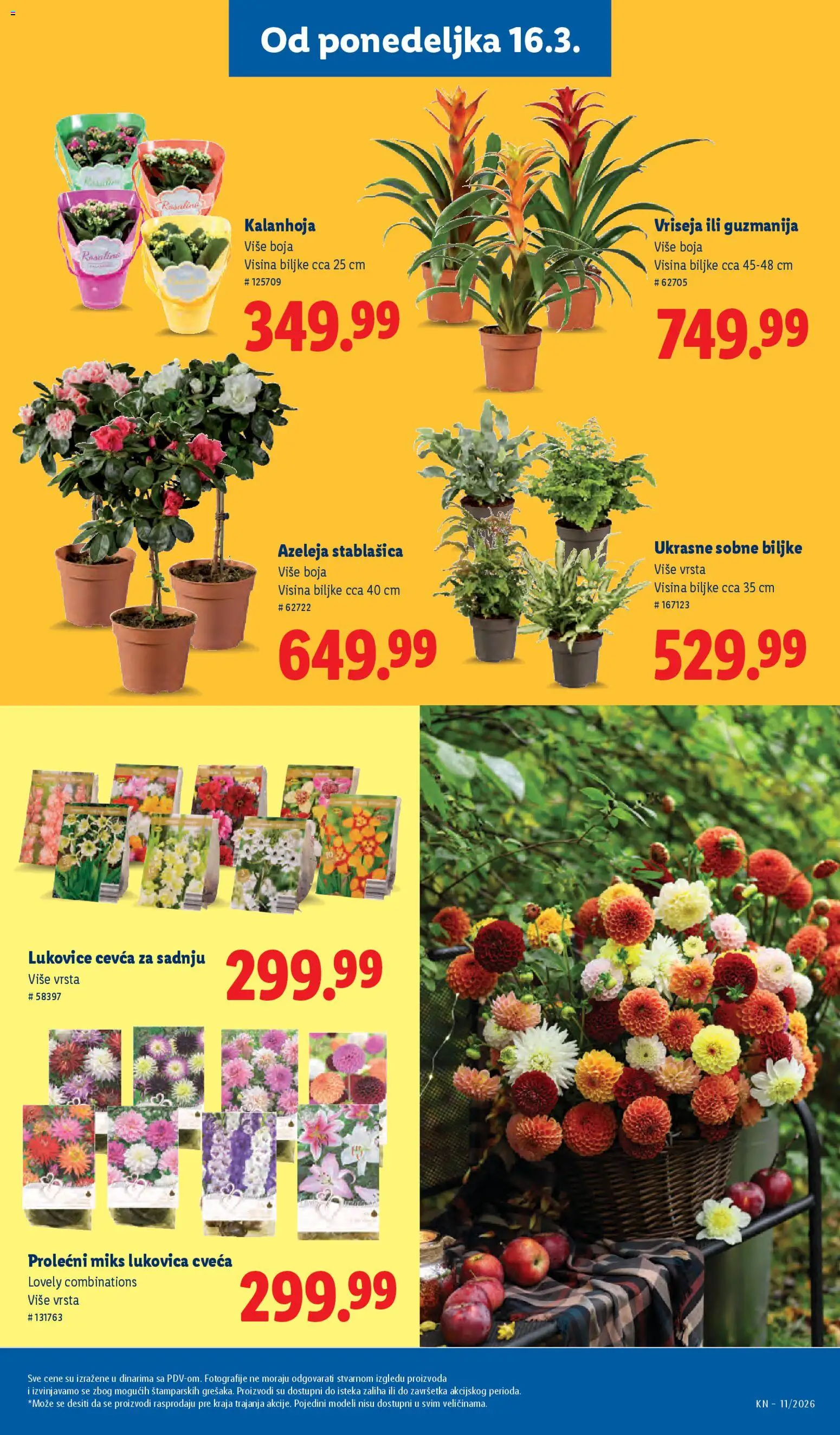 Lidl katalog - važi od 12.03.2026 | Strana: 59 | Proizvode: Kalanhoja, Sobne biljke