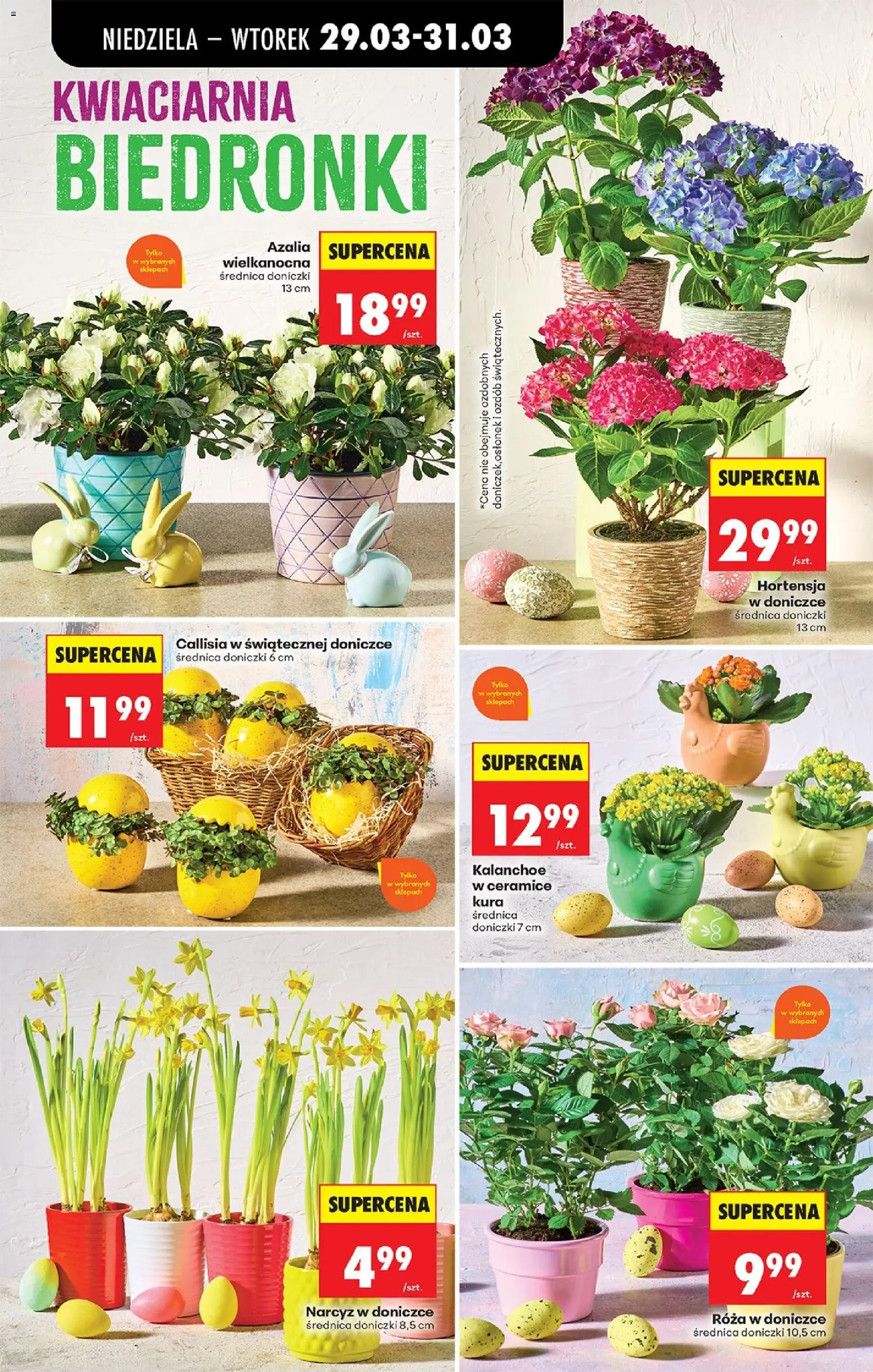 Biedronka gazetka od niedzieli od 29.03.2026 | Strona: 27 | Produkty: Azalia, Doniczki, Róża w doniczce, Kalanchoe