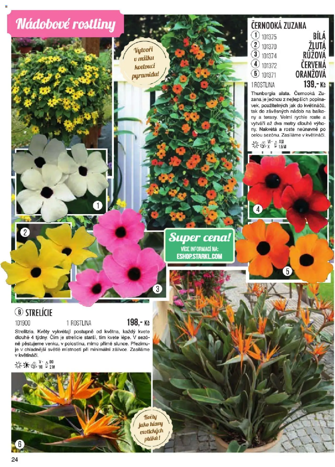 Starkl katalog jaro 2024 od 06.01.2025 | Strana: 24 | Produkty: Rostliny