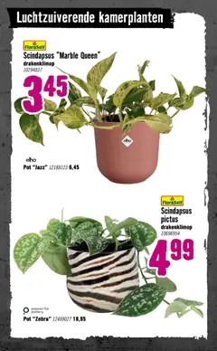 Hornbach - Folder - Voorbeeld van een folder van Hornbach, geldig van 05.01.2026 | Pagina: 76 | Producten: Pot, Kamerplanten