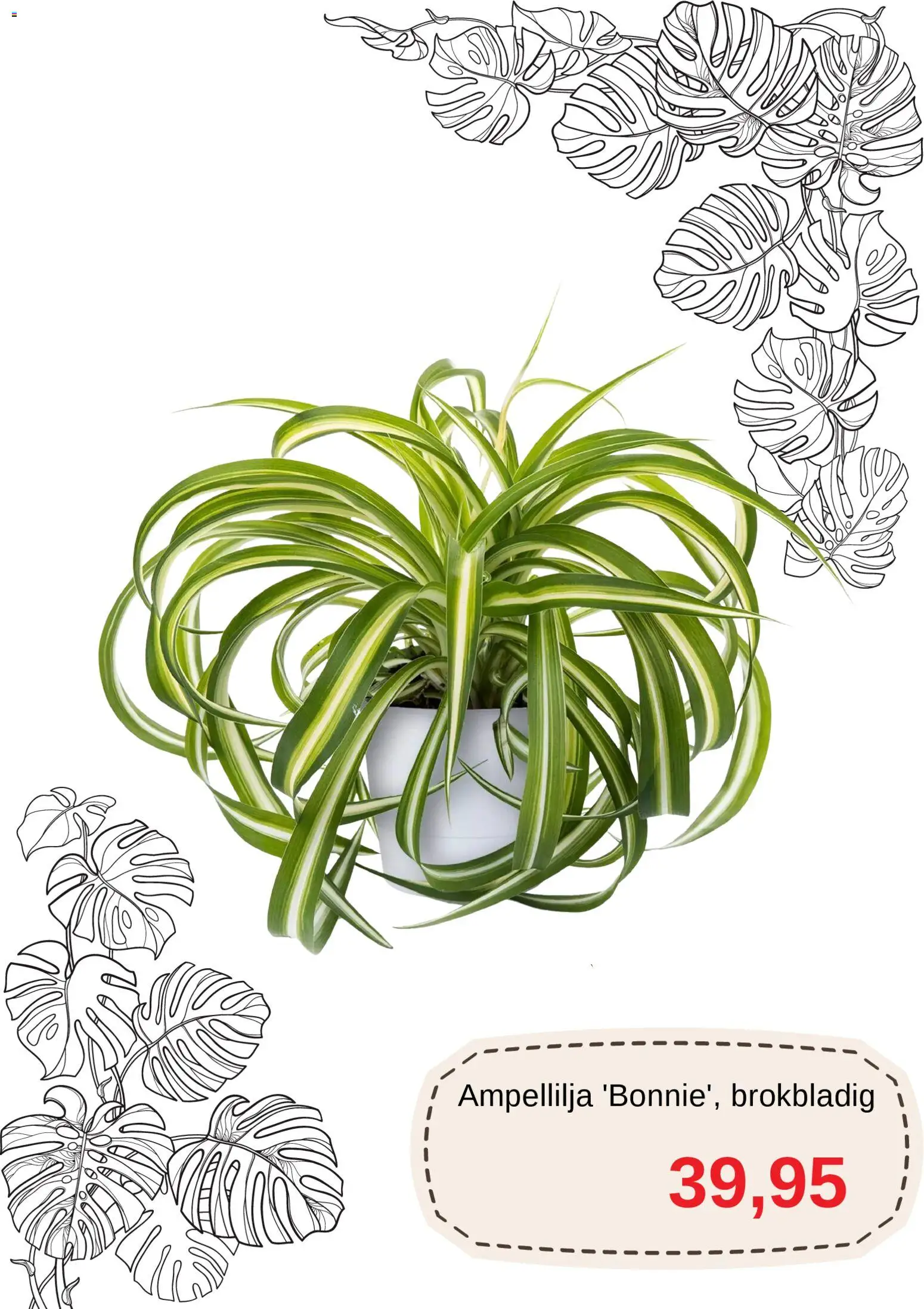 Blomsterlandet reklamblad aktuell från 01.11.2025 | Sida: 5