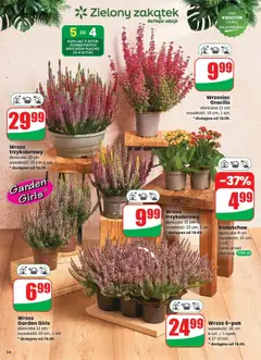 Kalanchoe, doniczka 9 cm, wysokość: 15 cm, 1 szt., Cena przed obniżką: 7,99 zł od 17.09.2025 | Strona: 54 | Produkty: Wrzos, Doniczka, Kalanchoe