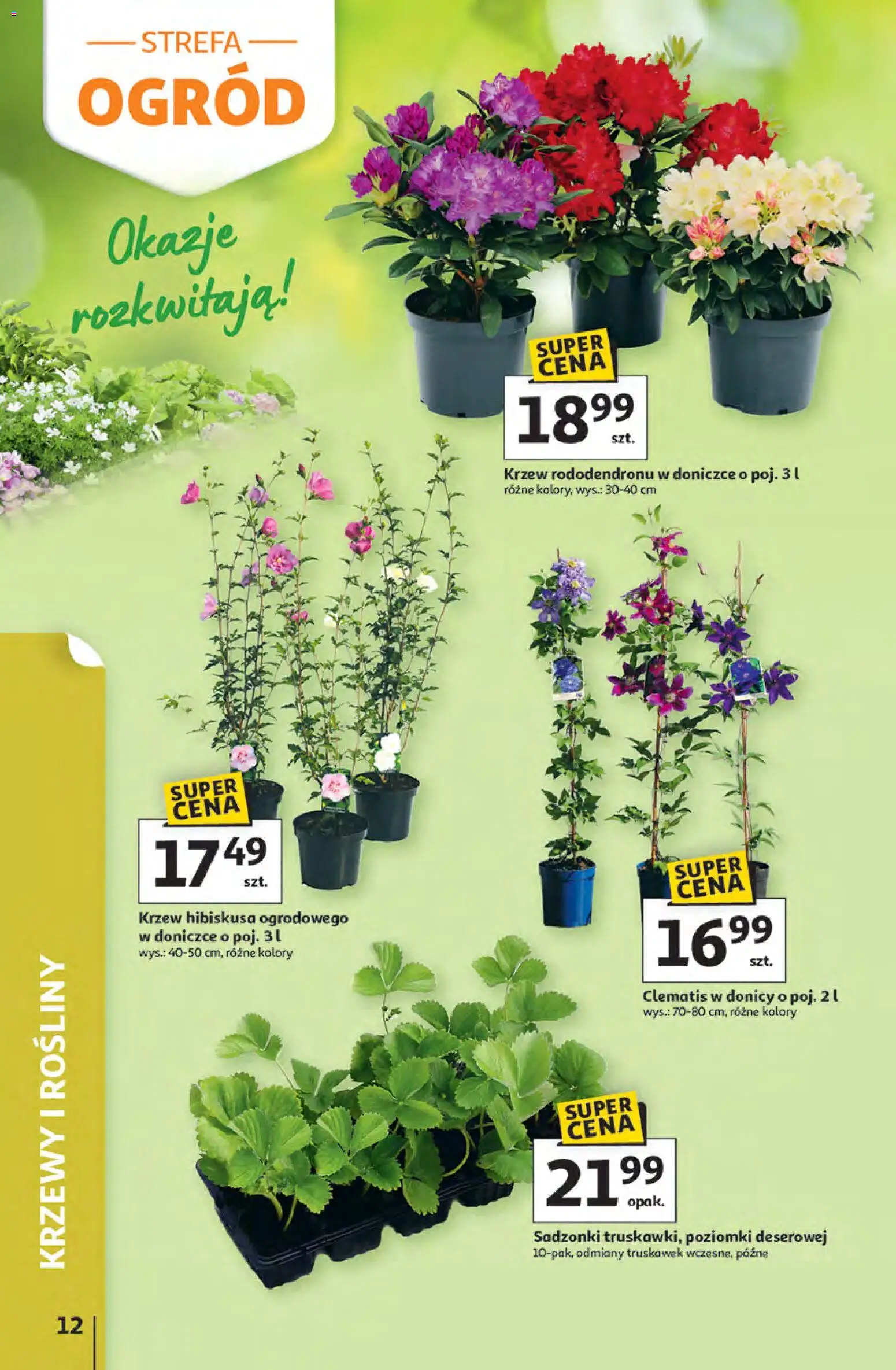 Auchan gazetka - Strefa Relaksu Hipermarket od 09.04.2026 | Strona: 12 | Produkty: Rosliny