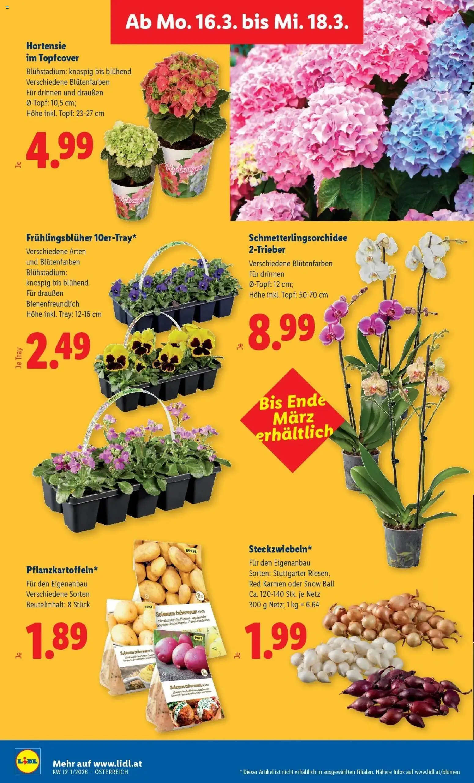 Lidl Flugblatt - Wien, Langenzersdorf, Zwettl gültig ab 12.03.2026 | Seite: 31