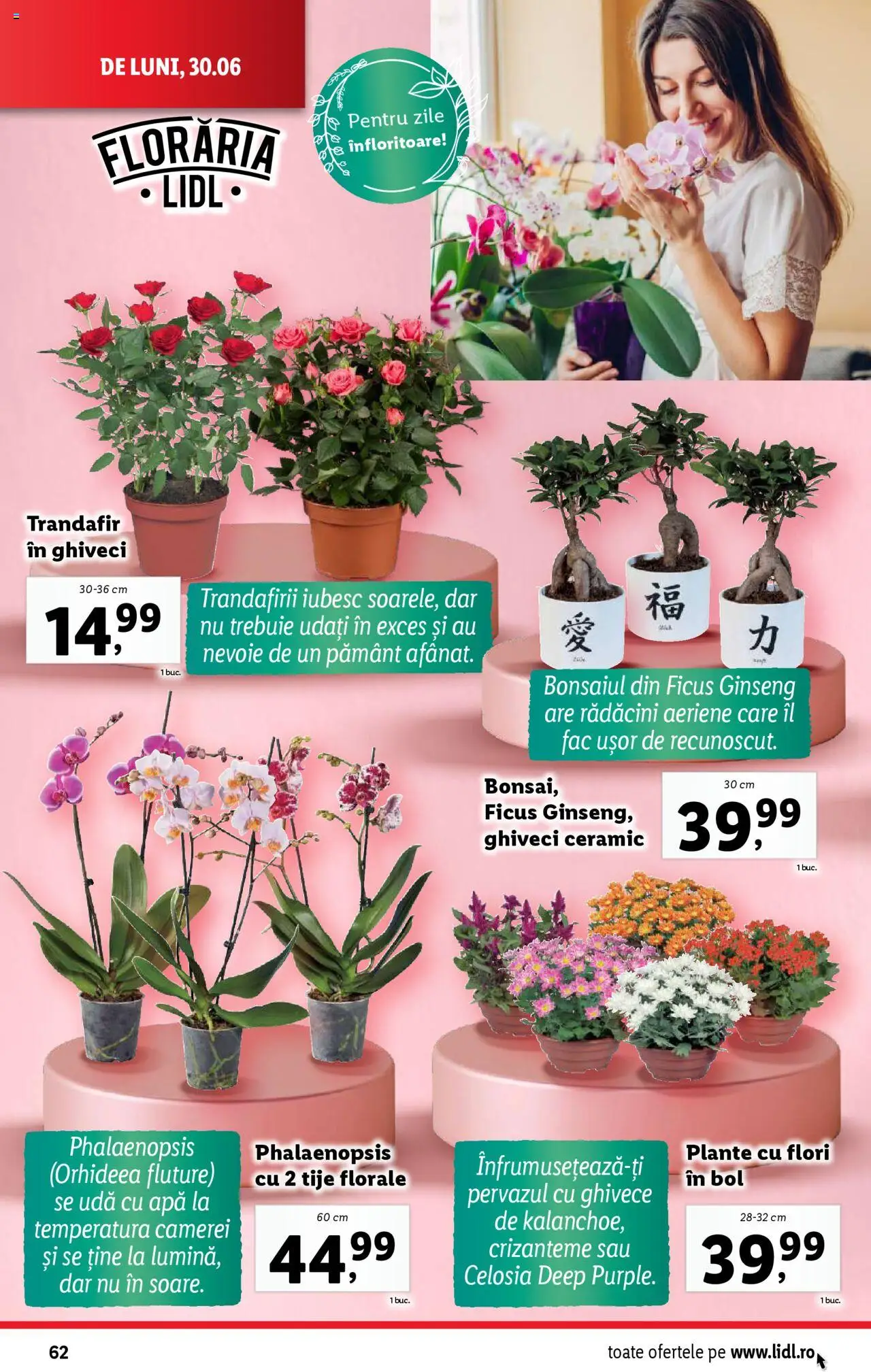 Catalog Lidl – valabil de la 30.06.2025 | Pagină: 62 | Produse: Trandafir, Bol, Ghiveci, Apă