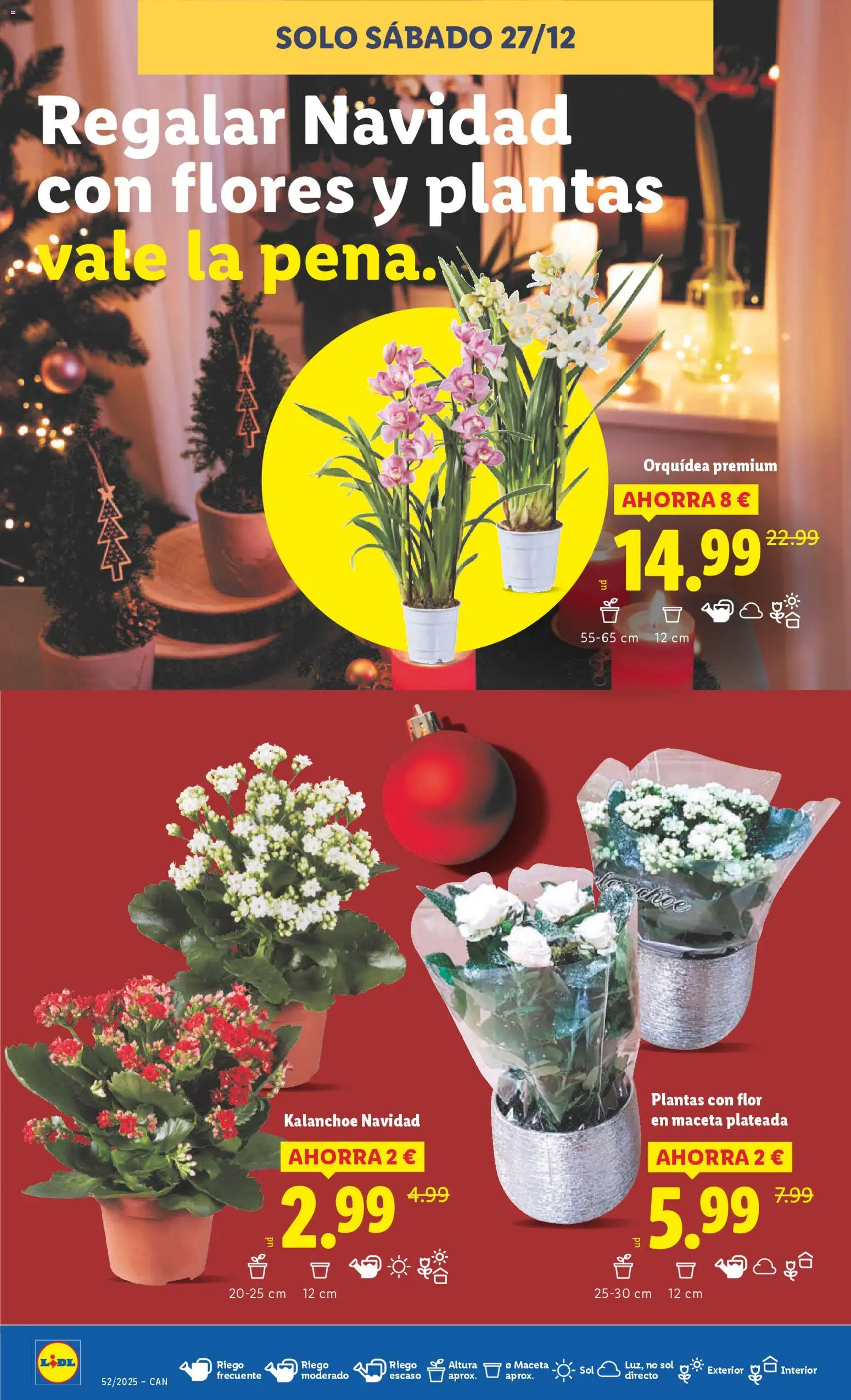 Lidl - Canarias │ válido desde el 22.12.2025 | Página: 42 | Productos: Maceta