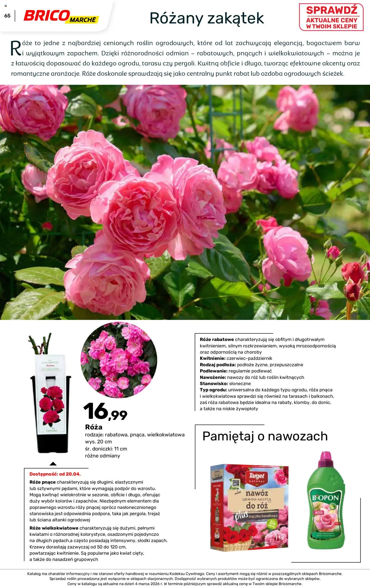 Brico Marché gazetka - Wiosna od 04.03.2026 | Strona: 65 | Produkty: Doniczki, Róż