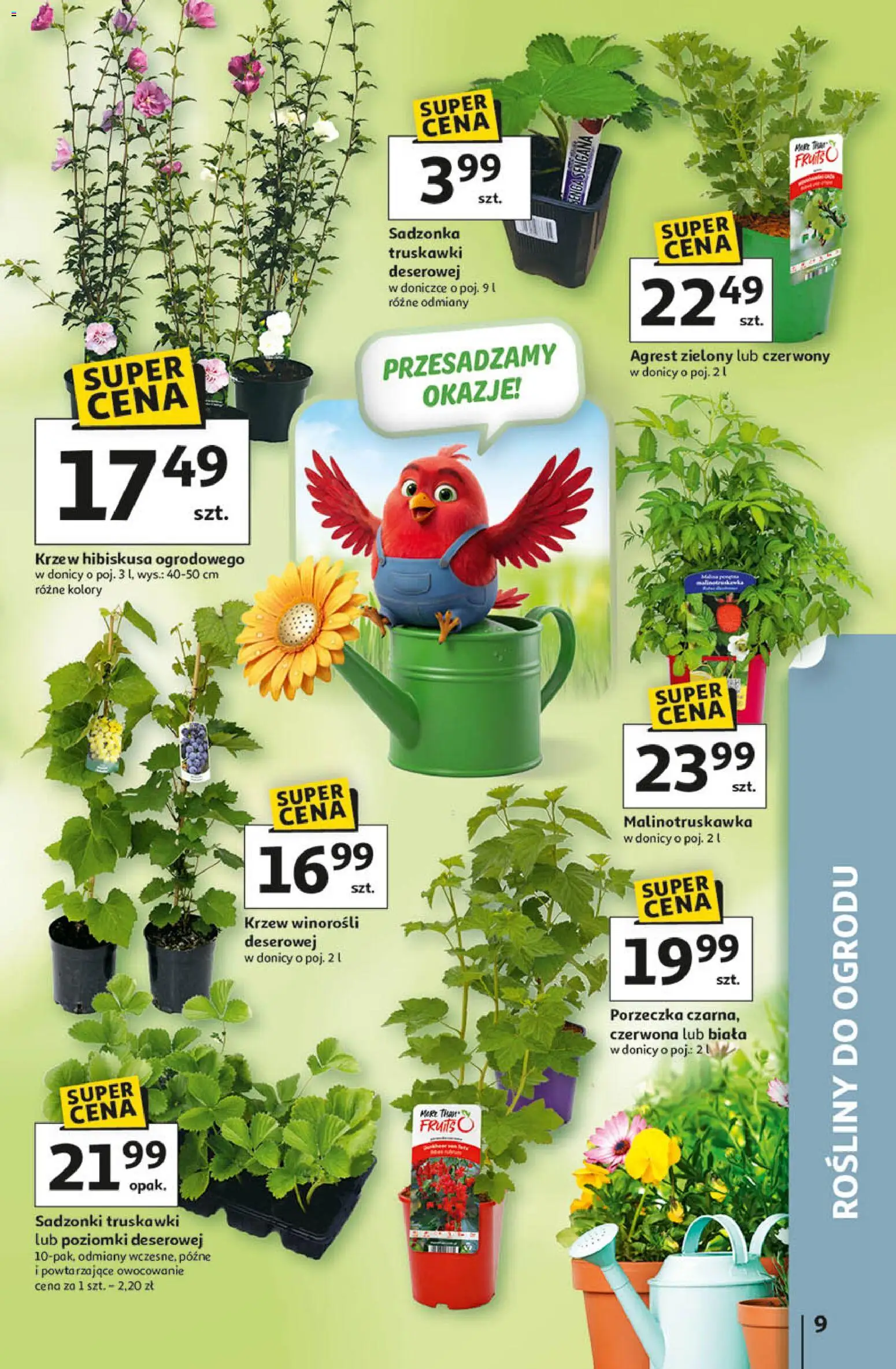 Auchan - Gazetka 30 Lat Hipermarket  od 09.04.2026 | Strona: 9 | Produkty: Porzeczka, Agrest, Rosliny, Truskawki