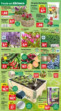 Thomas Philipps Prospekt ab 30.03.2026 gültig | Seite: 2 | Produkte: Hochbeet, Stiefmutterchen