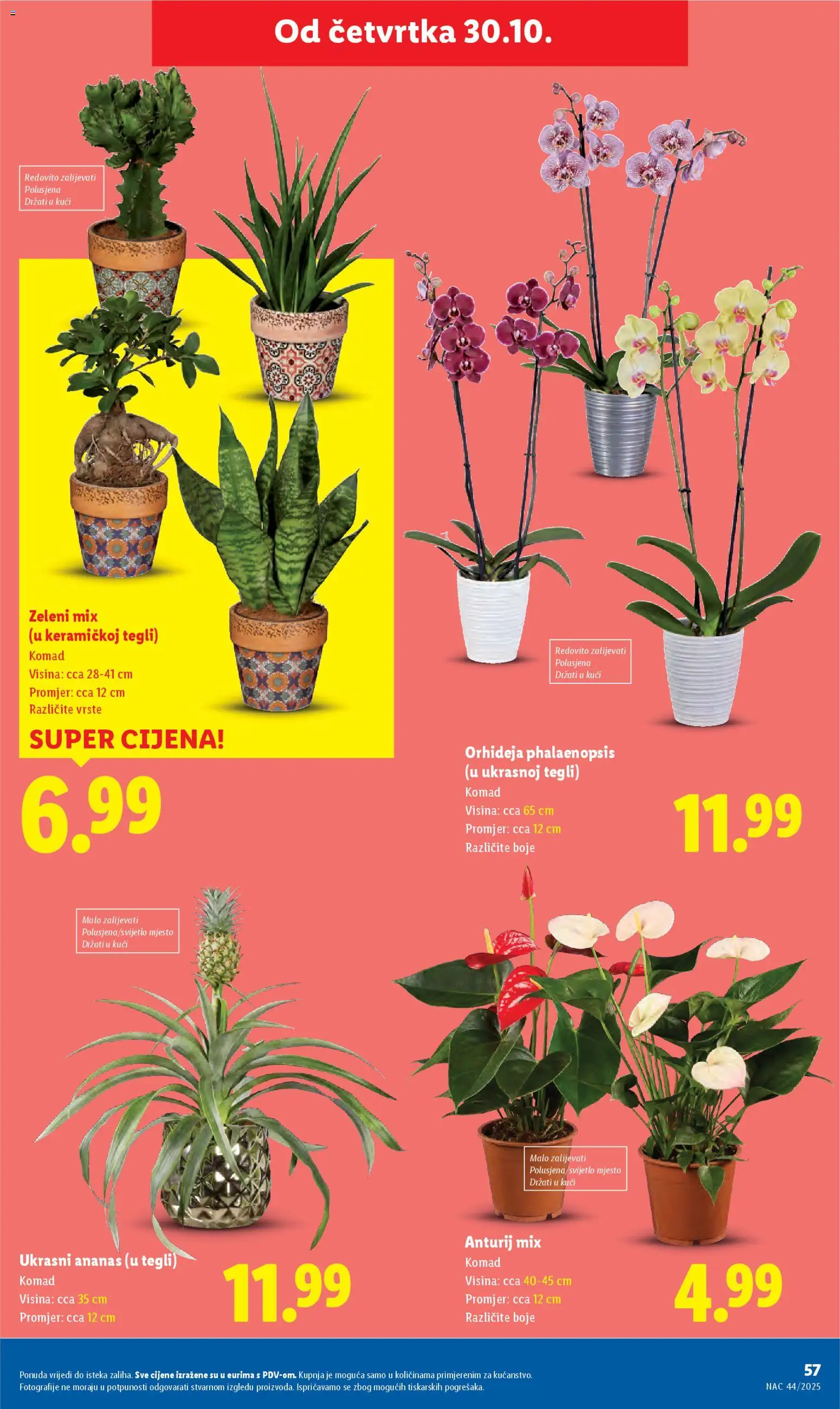 Lidl katalog | vrijedi od 27.10.2025 | Stranica: 57 | Proizvodi: Orhideja, Ananas