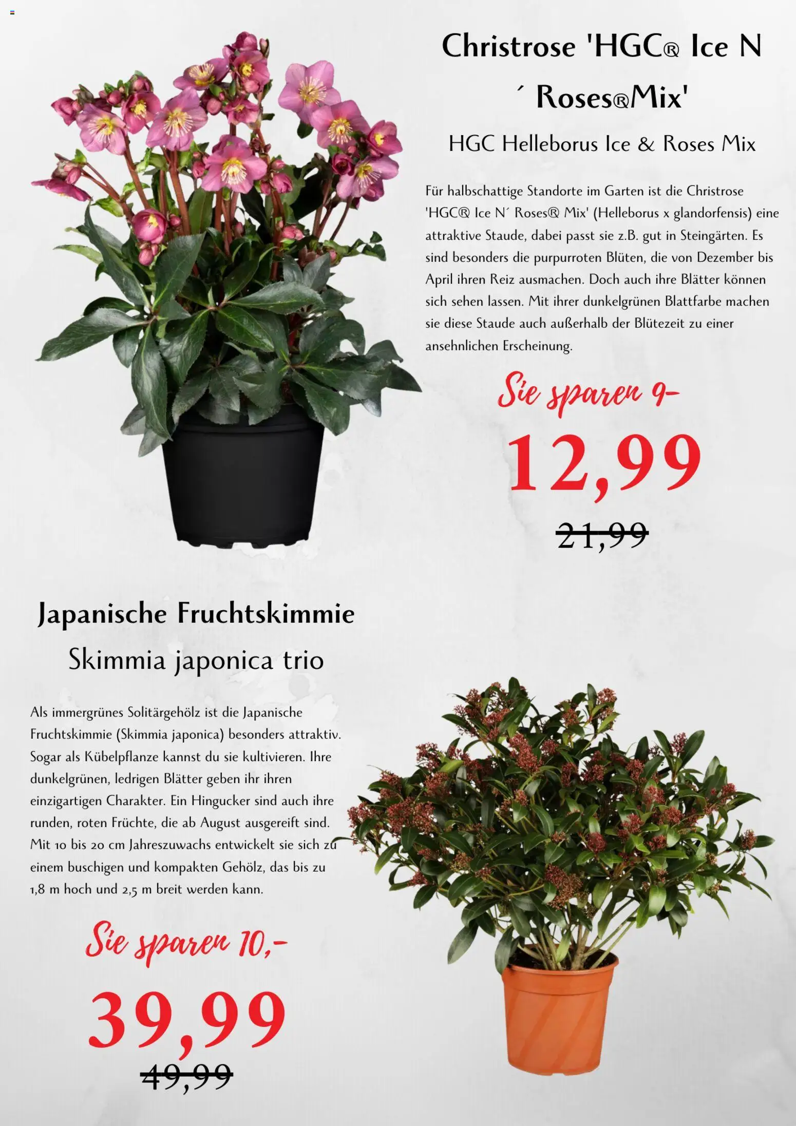 bellaflora Flugblatt gültig ab 06.03.2026 | Seite: 4