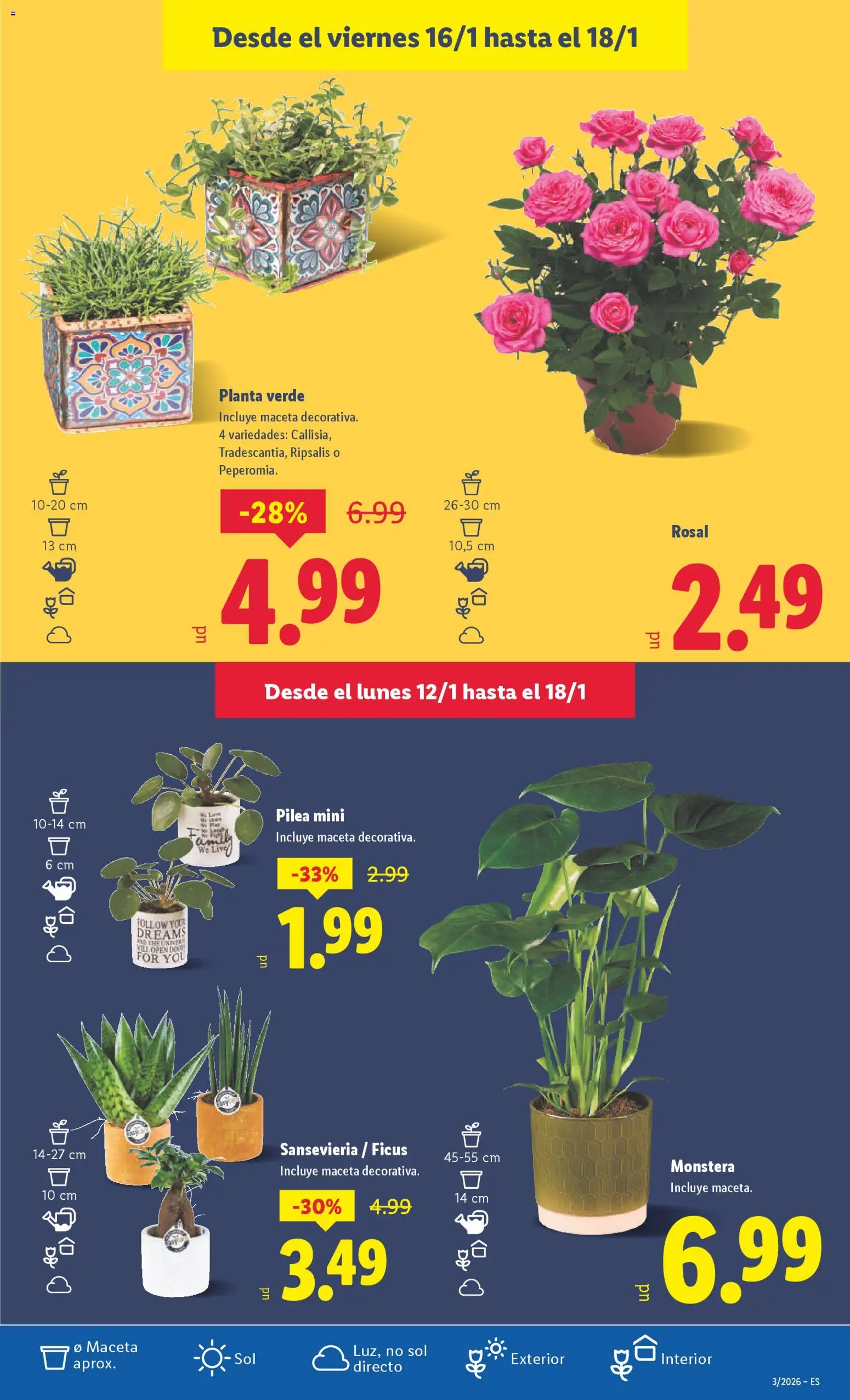Lidl folleto │ válido desde el 12.01.2026 | Página: 31 | Productos: Maceta