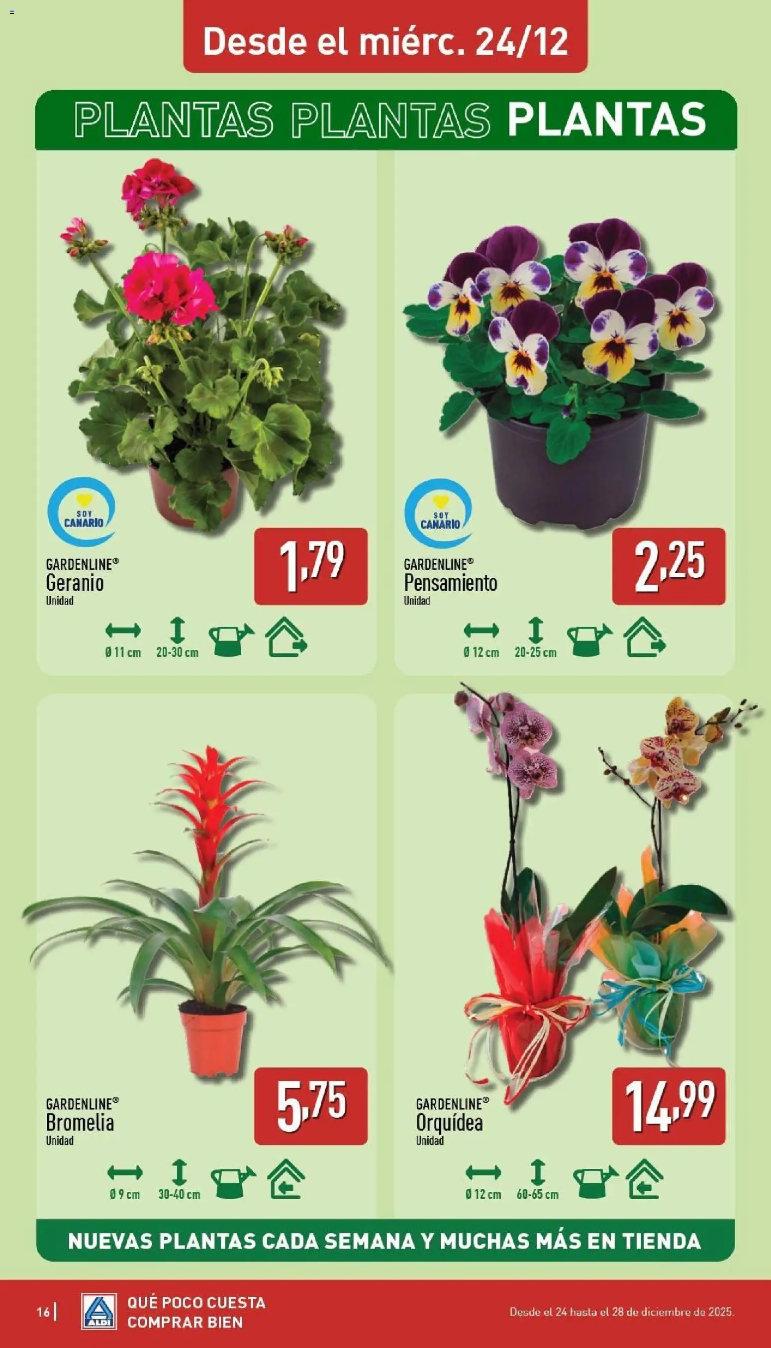 Aldi folleto Canarias │ válido desde el 22.12.2025 | Página: 16