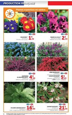 Hyper U - Prévisualisation de Hyper U - Le jardin à prix bas valide à partir de 17.02.2026 | Page: 6 | Produits: Hortensia, Plantes