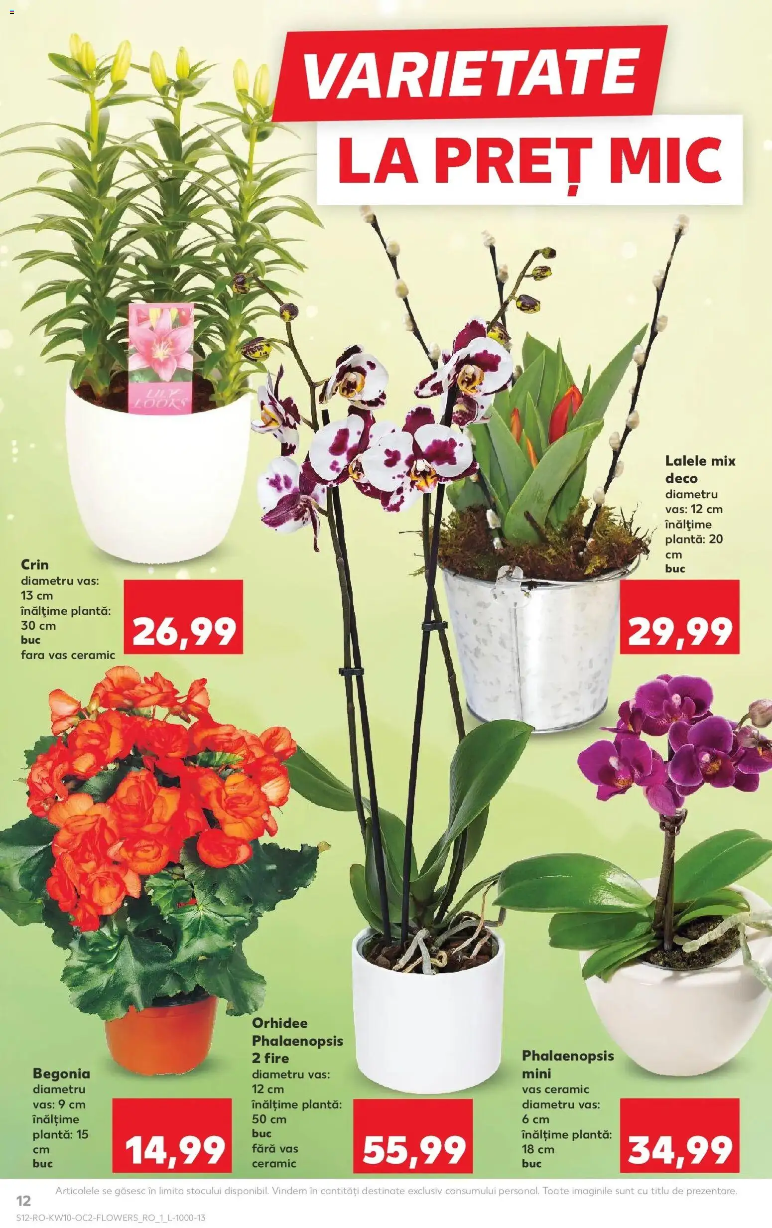 Noul catalog Kaufland – valabil de la 04.03.2026 | Pagină: 12 | Produse: Orhidee
