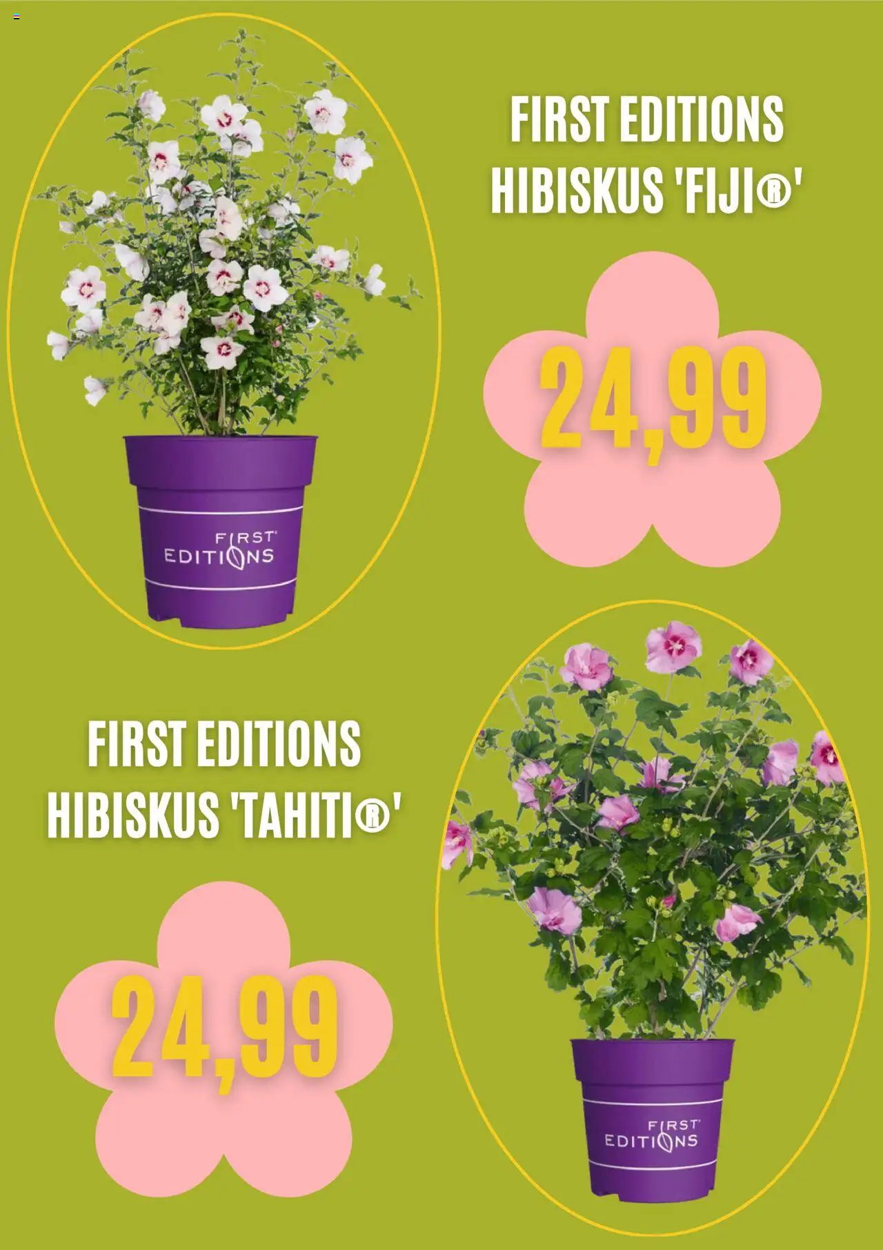 Blumen Risse Prospekt 	 – gültig ab 03.09.2025 | Seite: 2