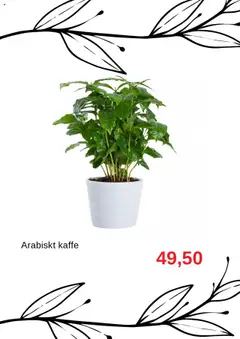 Blomsterlandet reklamblad aktuell från 11.08.2025 | Sida: 6 | Produkter: Kaffe