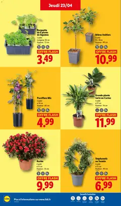 LIDL - Prévisualisation de Grande plante verte ou Cactus, L'unité, Ø 17 cm, Hauteur: 14 cm valide à partir de 23.04.2026 | Page: 28 | Produits: Plante verte