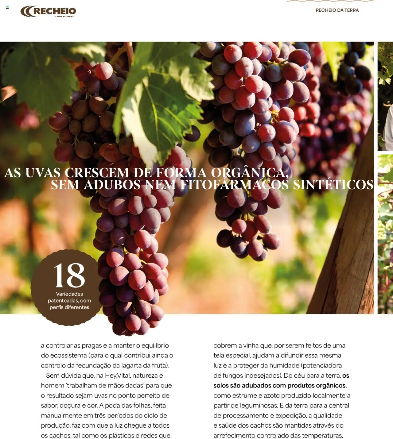 Recheio - Recheio da Terra │ válido de 25.09.2025 | Página: 10 | Produtos: Uvas