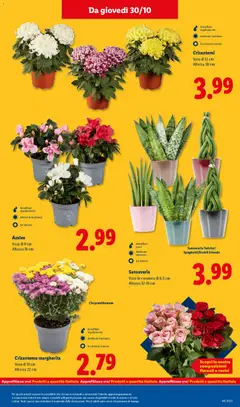 Anteprima del volantino Crisantemi, Vaso Ø 12 cm Altezza 30 cm valido a partire dal 27.10.2025 | Pagina: 43 | Prodotti: Crisantemi, Vaso