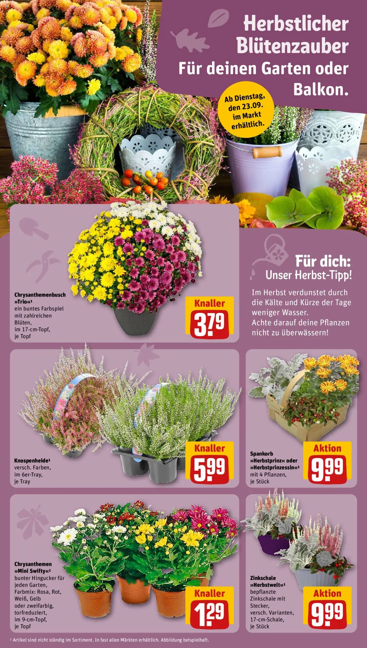 Rewe Prospekt 	 – gültig ab 22.09.2025 | Seite: 12