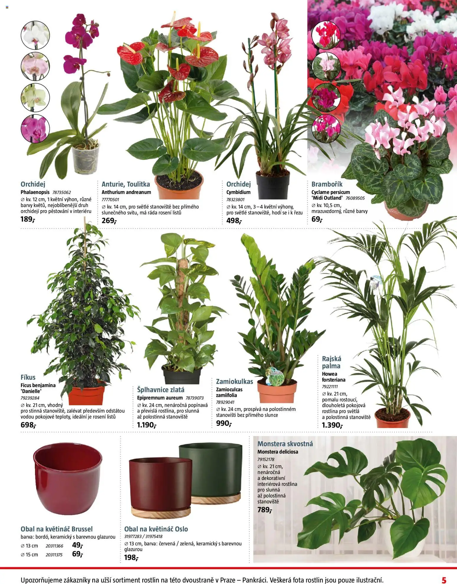 Bauhaus leták od 31.10.2025 | Strana: 5 | Produkty: Orchidej, Monstera, Obal na květináč, Květináč