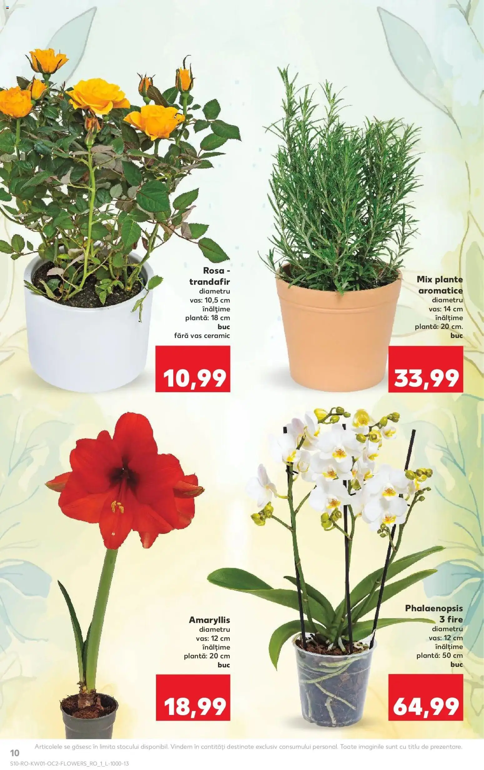 Noul catalog Kaufland – valabil de la 31.12.2025 | Pagină: 10 | Produse: Trandafir, Demirhindi