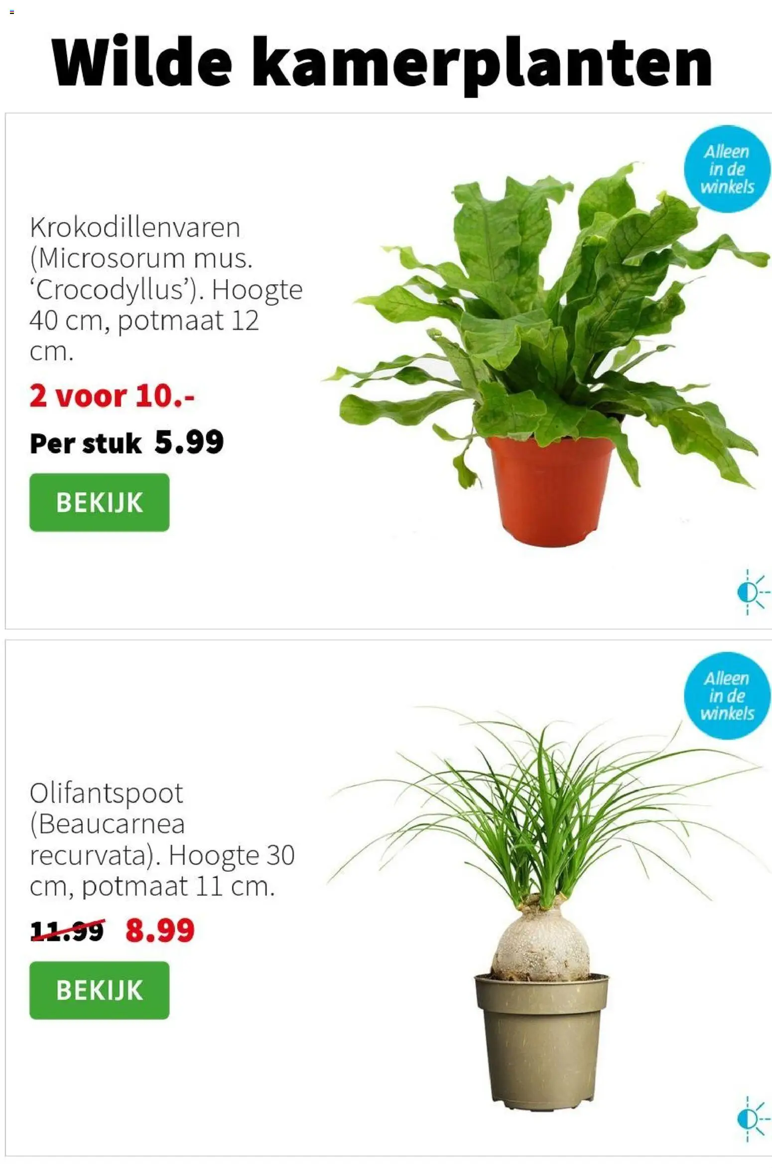 {H1} | Pagina: 3 | Producten: Kamerplanten