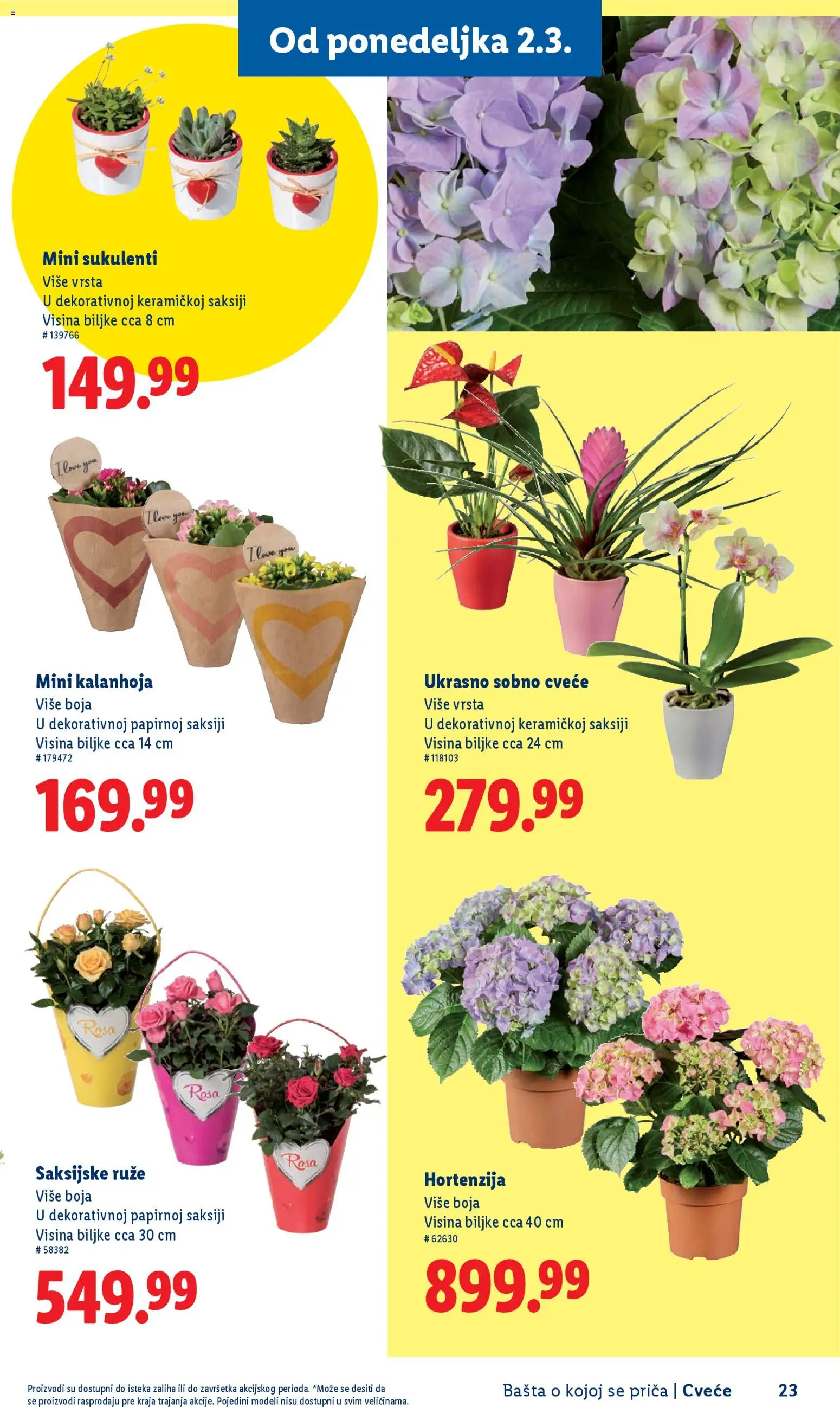 Lidl katalog - važi od 26.02.2026 | Strana: 23 | Proizvode: Kalanhoja, Ruze, Cvece