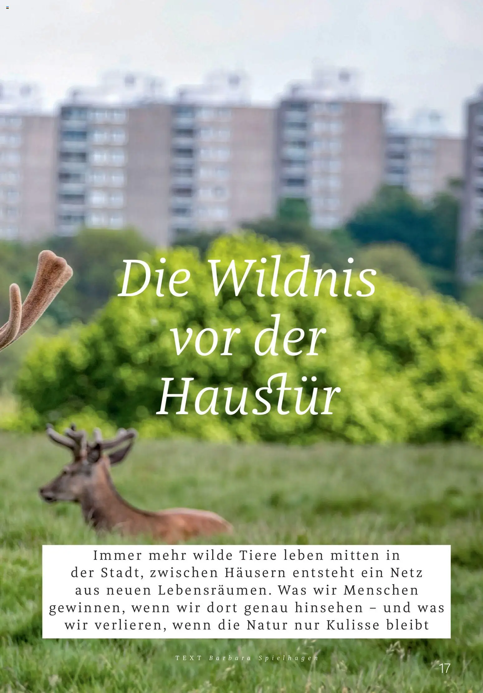 Rossmann Centaur – gültig ab 01.03.2026 | Seite: 17