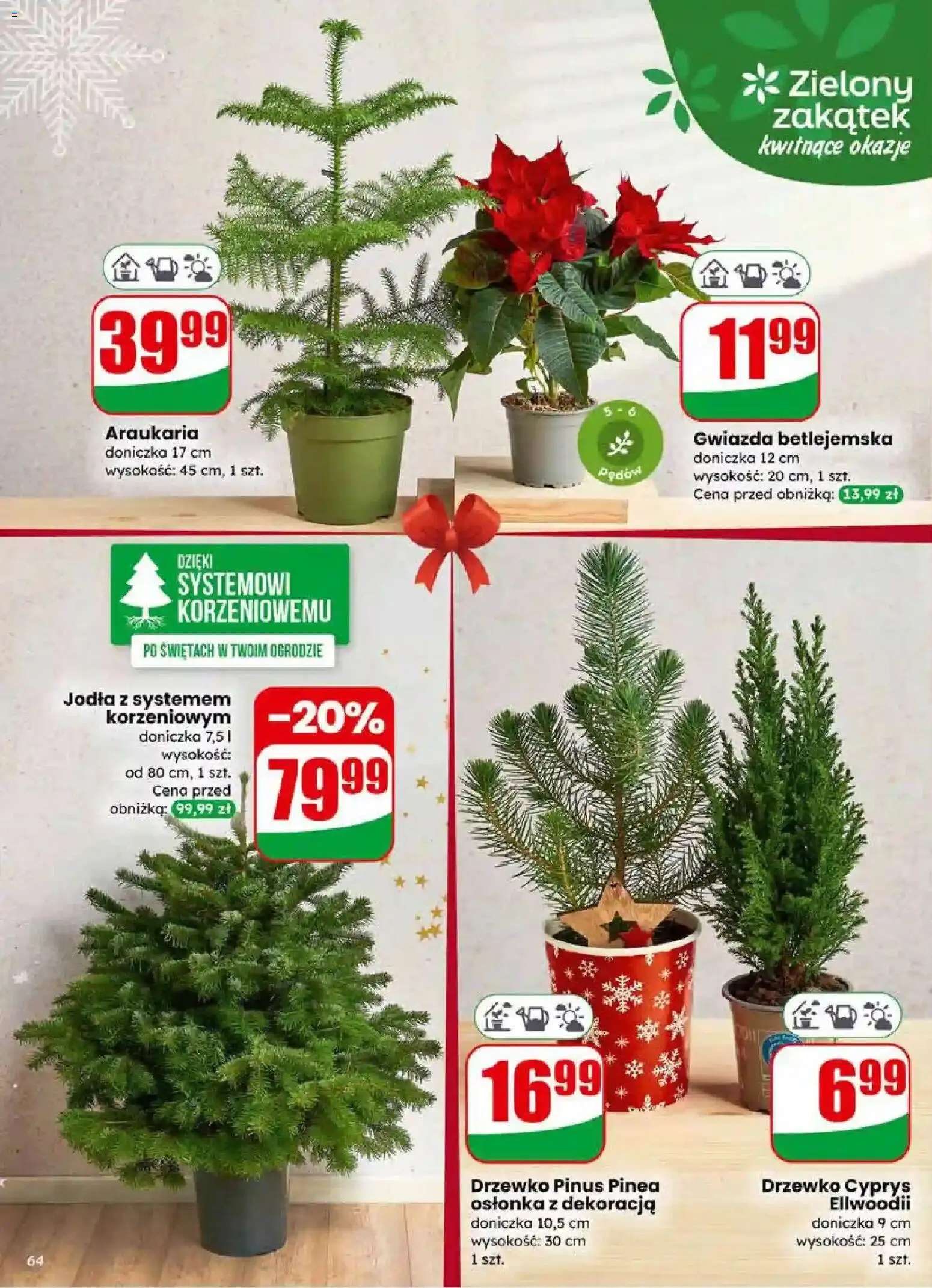 Dino Gazetka od 17.12.2025 | Strona: 64 | Produkty: Doniczka