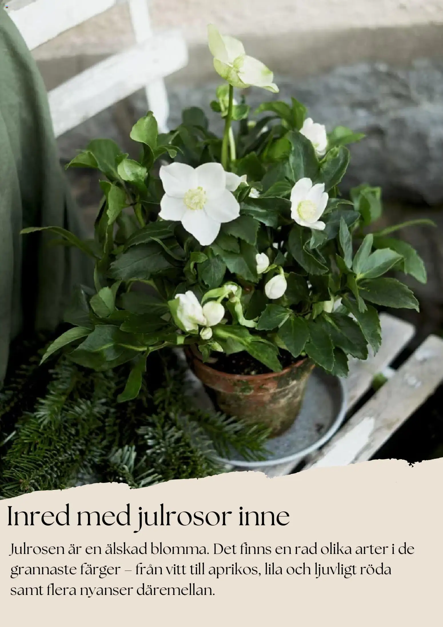 Plantagen reklamblad aktuell från 27.11.2025 | Sida: 5