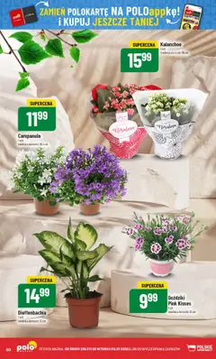 POLOmarket Gazetka od 09.07.2025 | Strona: 60 | Produkty: Goździki, Doniczki, Kalanchoe